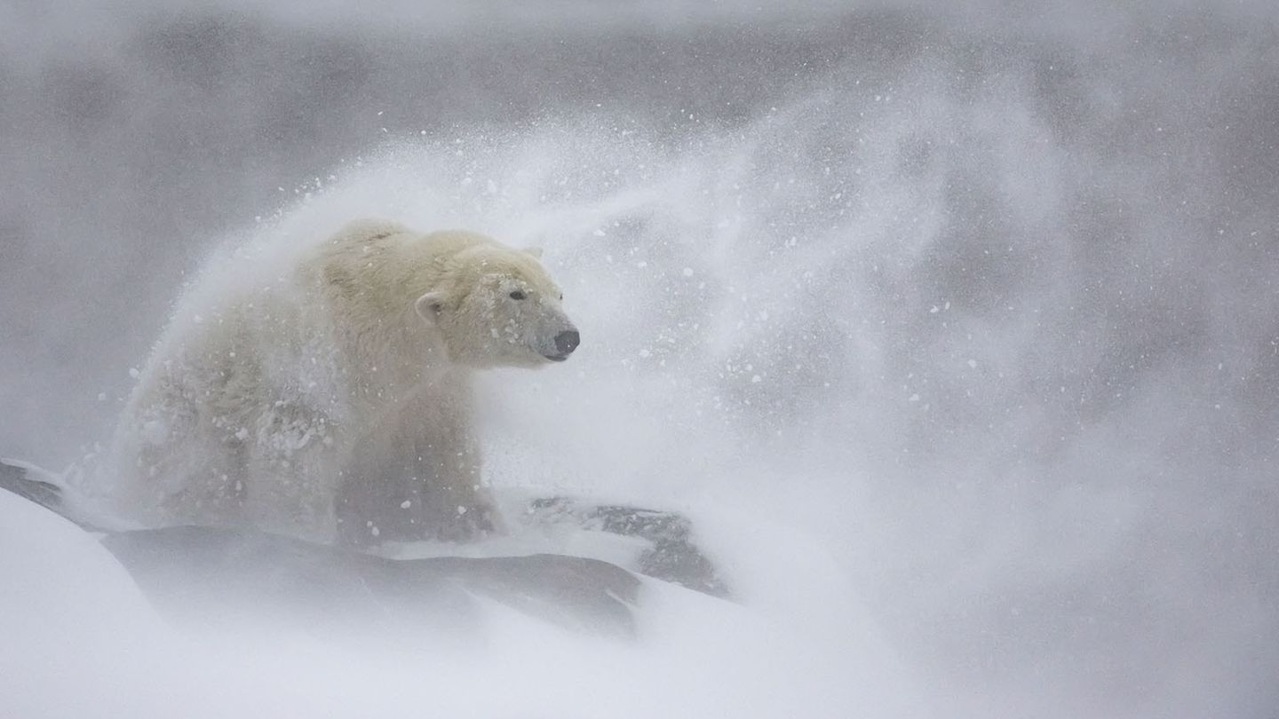 Eisbär im Schnee