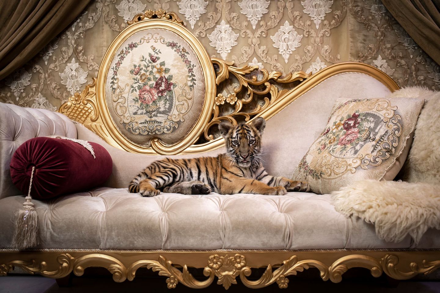 Kuschelopfer Tigerbaby auf einer Couch