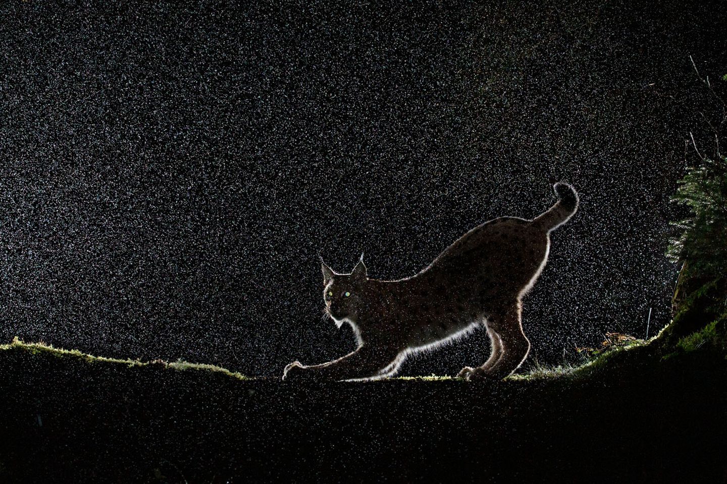Die Nacht des Luchses Luchs im Gegenlicht