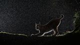 Luchs im Gegenlicht