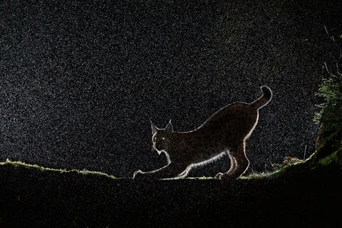 Luchs im Gegenlicht