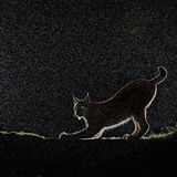 Luchs im Gegenlicht