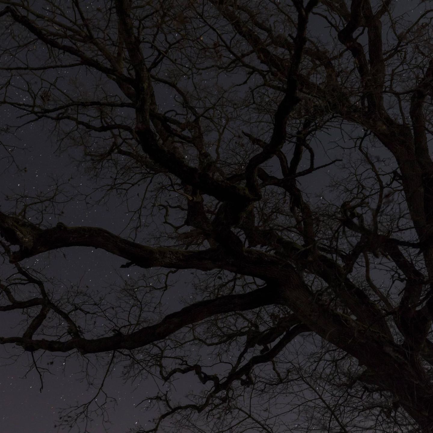 Umrisse eines Baumes vor Sternenhimmel