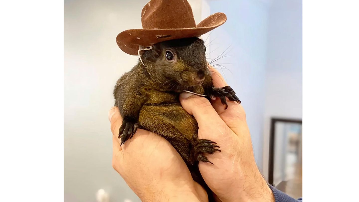 Das Eichhörnchen Peanut wurde von Beamten des State Department of Environmental Conservation beschlagnahmt
