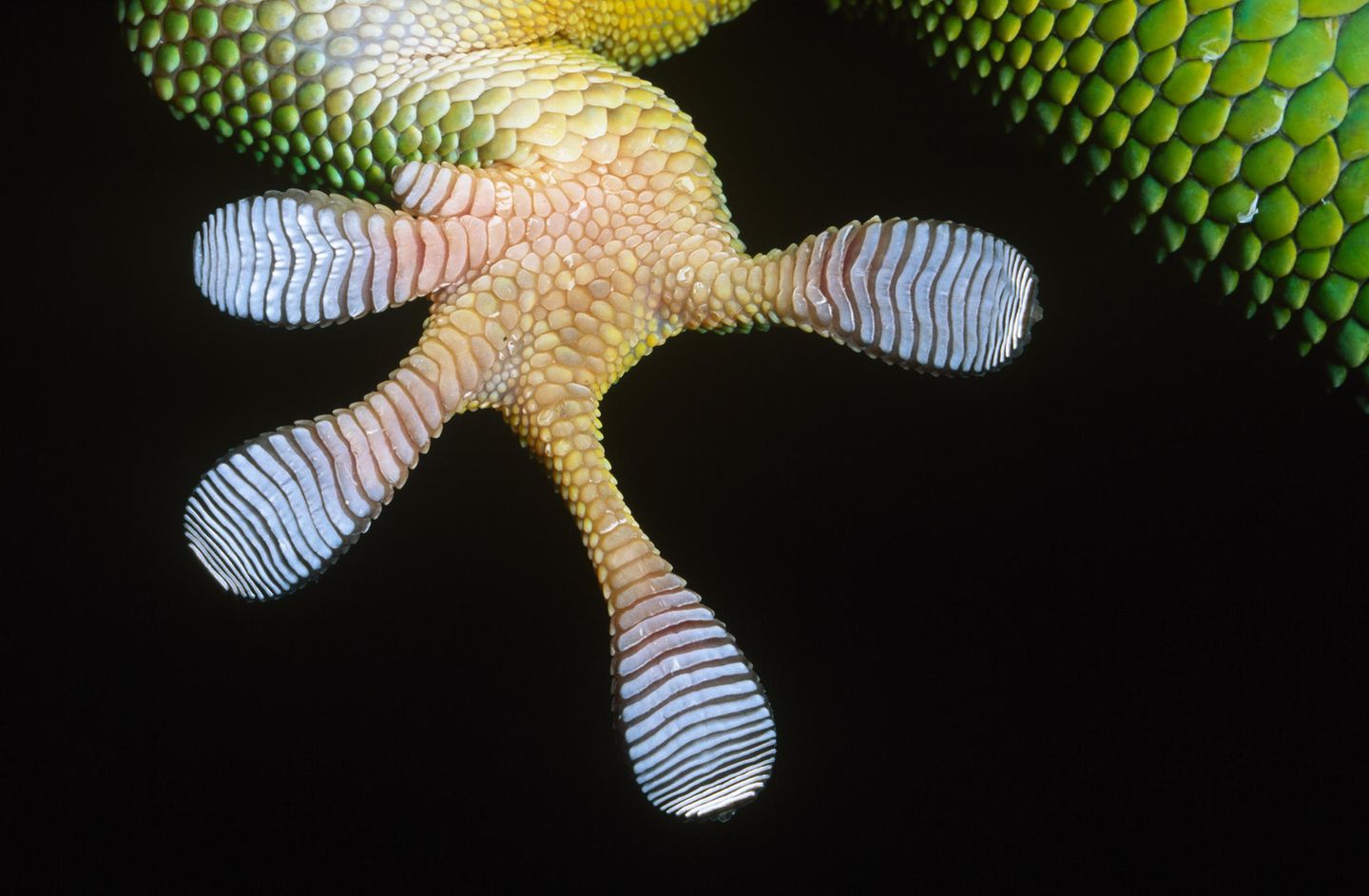 Kleber: Unterseite eines Gecko-Fusses Kleber: Unterseite eines Gecko-Fusses