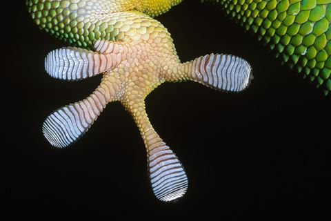 Kleber: Unterseite eines Gecko-Fusses