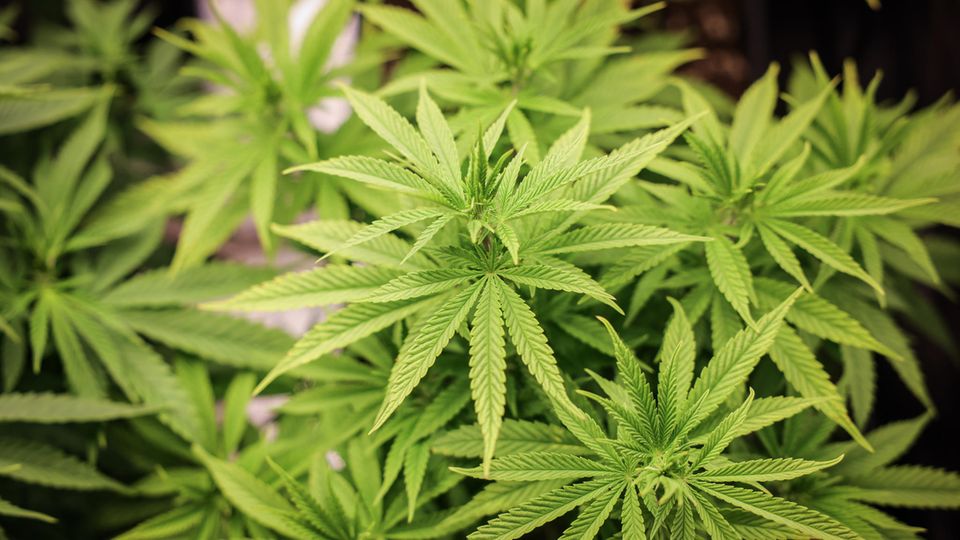 "Social Club" in Niedersachsen verteilt erstes legal angebautes Cannabis (Video)