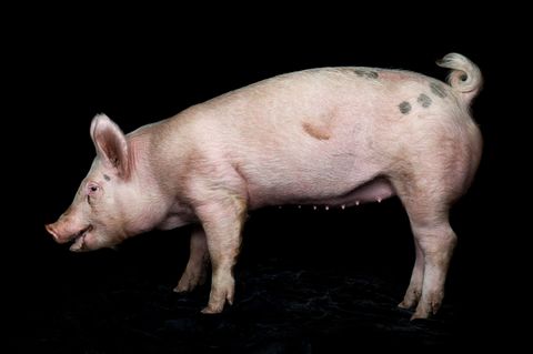 Theme Vogelgrippe: Foto von einem Schwein