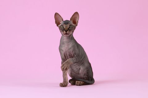 Eine Nacktkatze blickt den Betrachter an. Der Hintergrund ist pink. Die Rasse ist eine Qualzucht