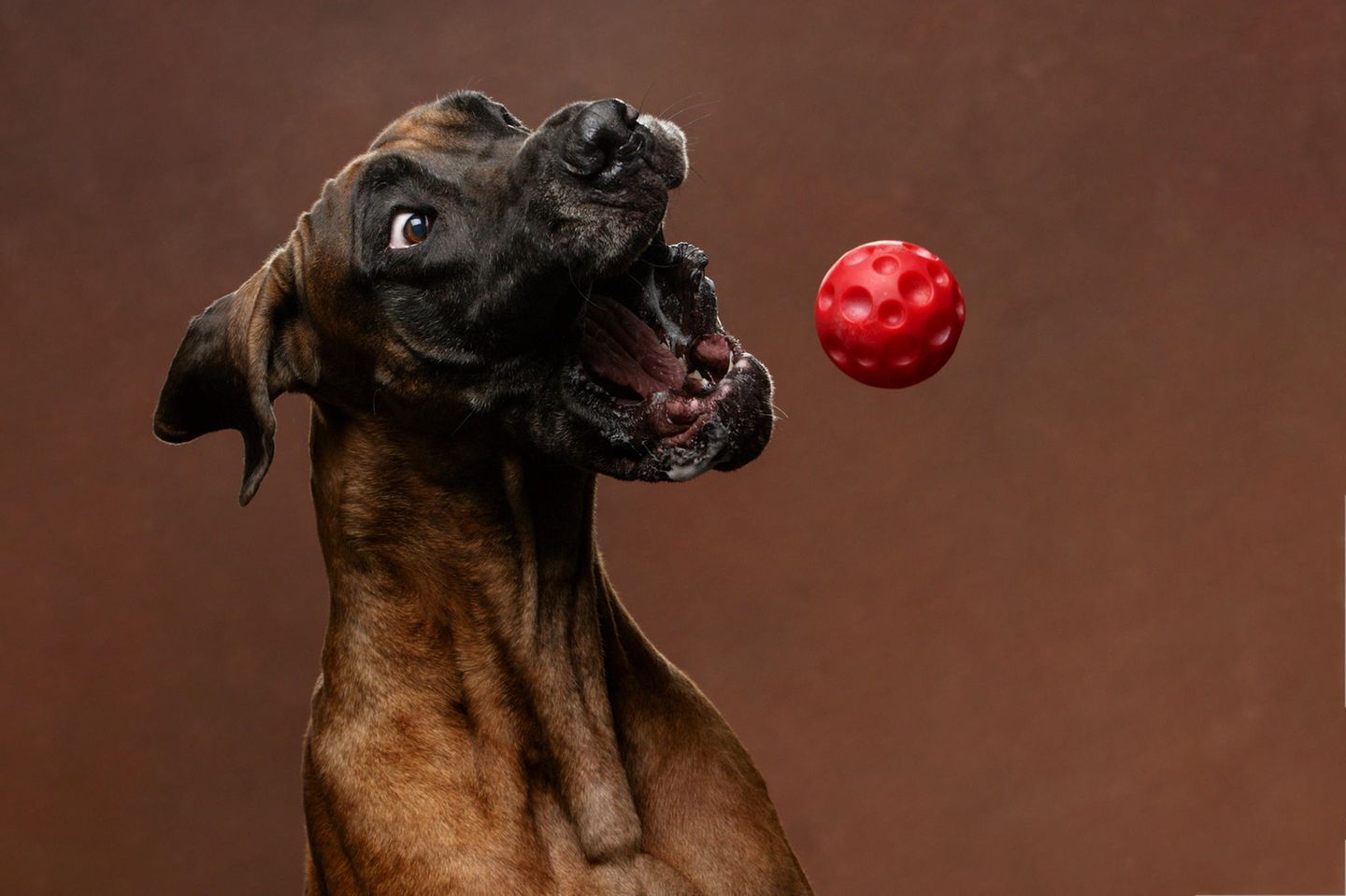 Fang! Ein Hund fängt mit aufgerissenem Maul und Augen einen Ball