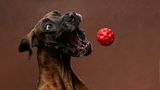 Ein Hund fängt mit aufgerissenem Maul und Augen einen Ball