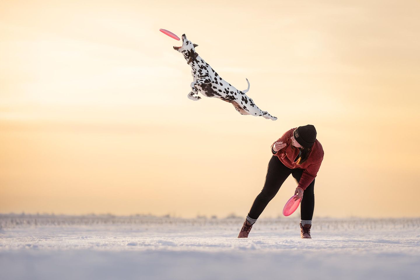 Ein Dalmatiner fängt eine Frisbee im Flug