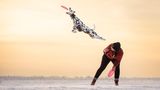 Ein Dalmatiner fängt eine Frisbee im Flug