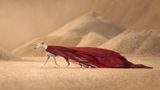 Ein Windhund läuft wie ein Model mit einem roten Tuch bekleidet durch eine Sandwüste