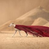 Ein Windhund läuft wie ein Model mit einem roten Tuch bekleidet durch eine Sandwüste