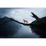Ein Hund balanciert auf einem Ast über dem Wasser