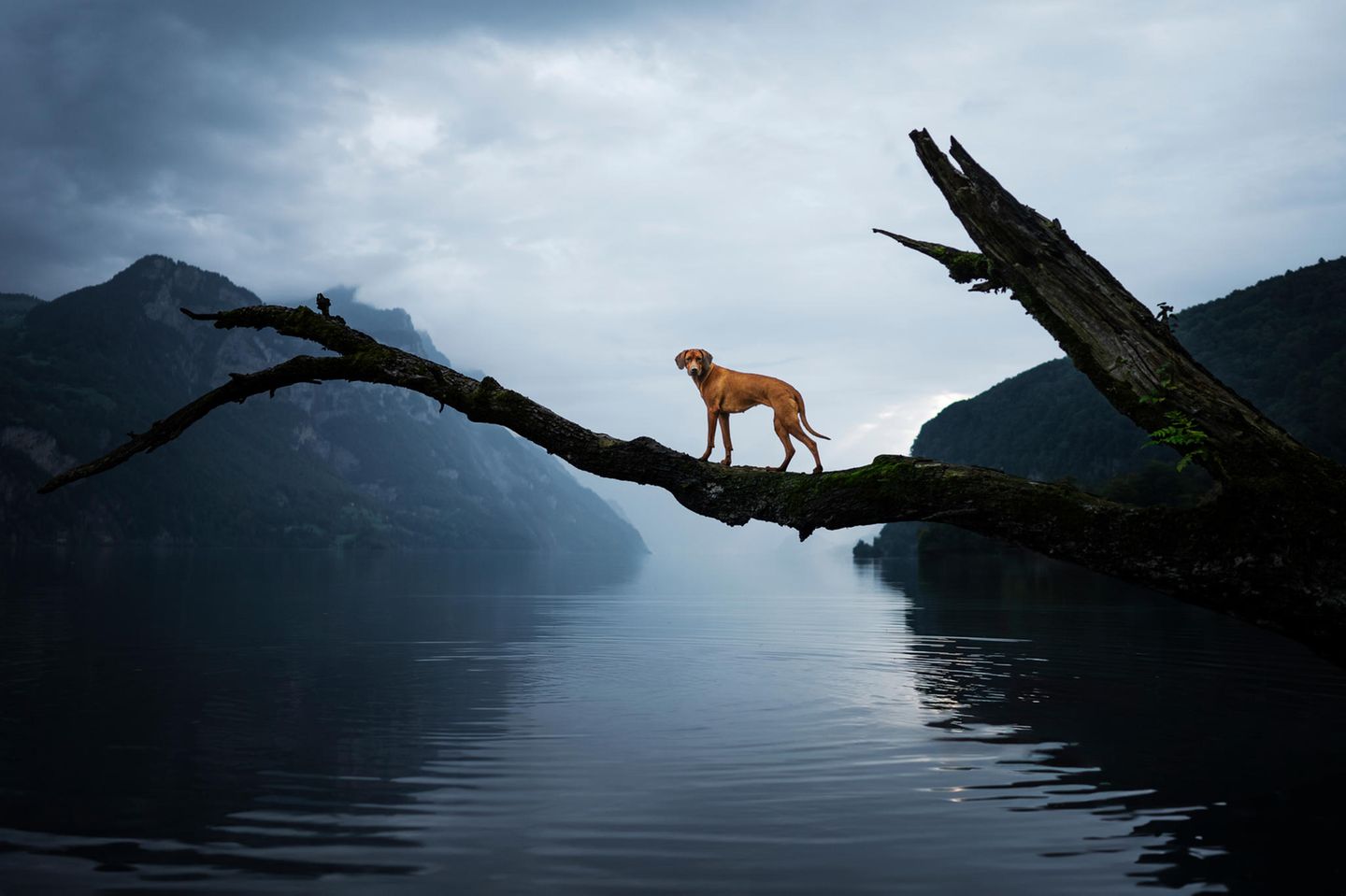 Ein Hund balanciert auf einem Ast über dem Wasser