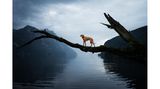 Ein Hund balanciert auf einem Ast über dem Wasser