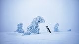 Ein Hund steht in einer schneebedeckten Landschaft