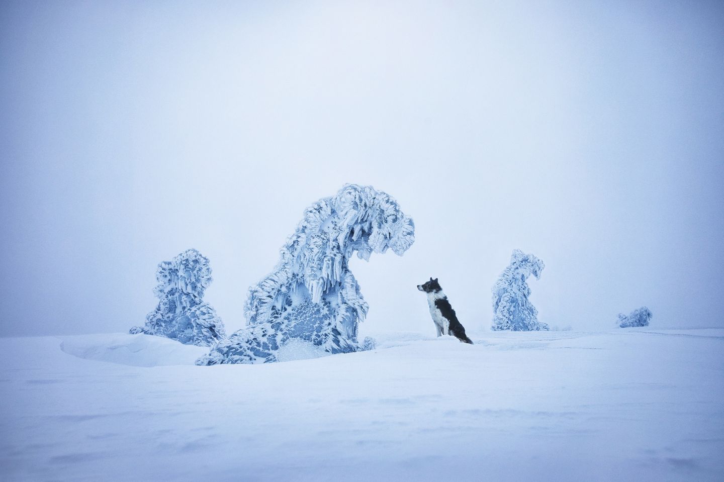 Künstlerische Kälte Ein Hund steht in einer schneebedeckten Landschaft