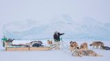 Huskies und ein Schlittenführer in einem verschneiten Gebiet