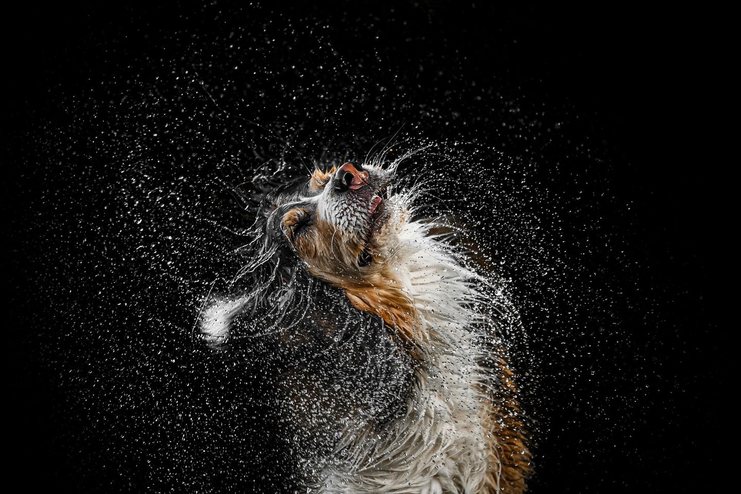 Ein Hund schüttelt sich das Wasser aus dem Fell