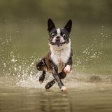 Ein Hund läuft mit spritzendem Wasser