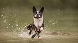 Ein Hund läuft mit spritzendem Wasser