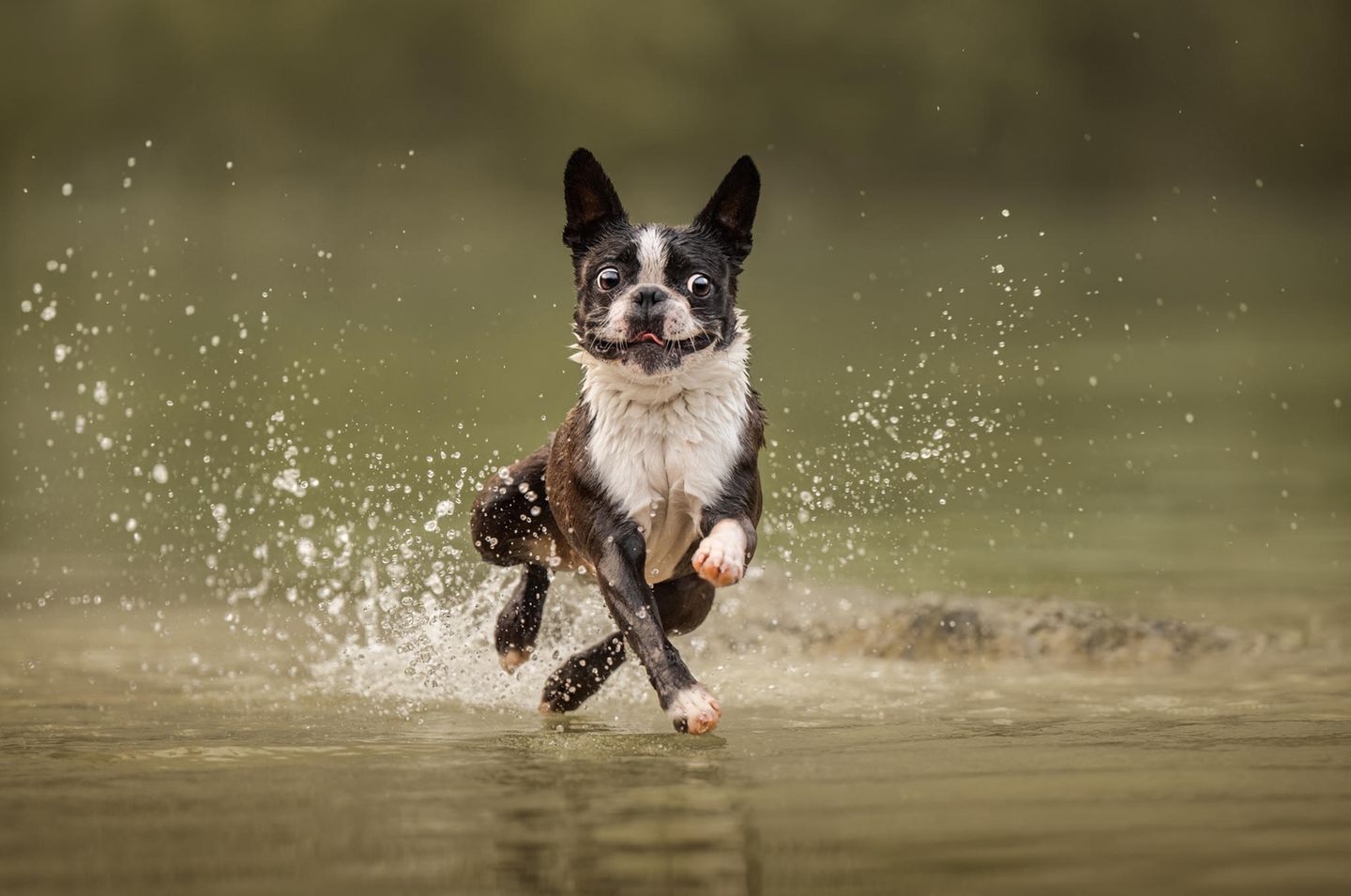 Ein Hund läuft mit spritzendem Wasser