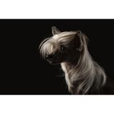 Ein Hund mit einer langen blonden Fönfrisur im Studioportrait