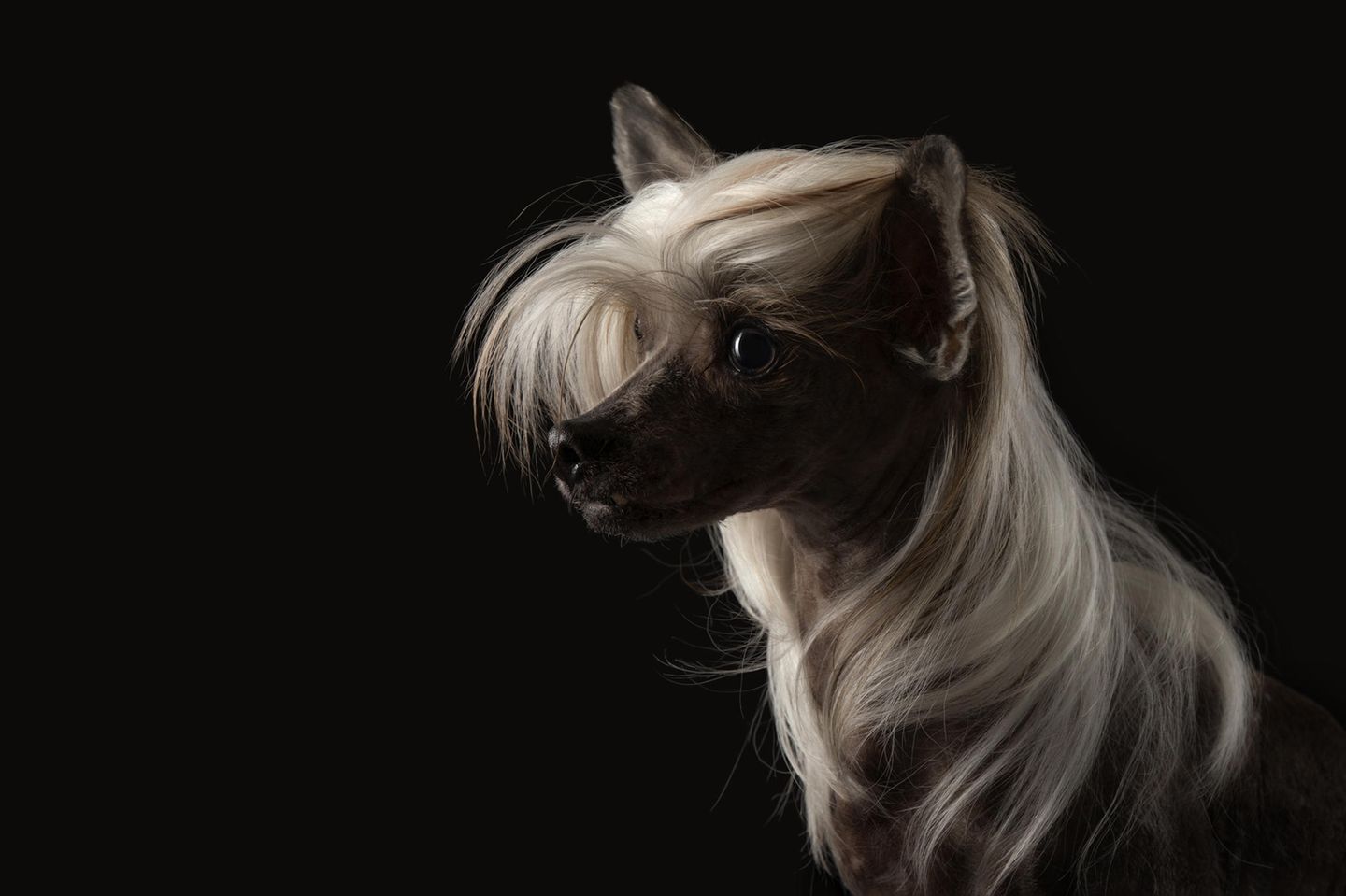 Wallende Mähne Ein Hund mit einer langen blonden Fönfrisur im Studioportrait