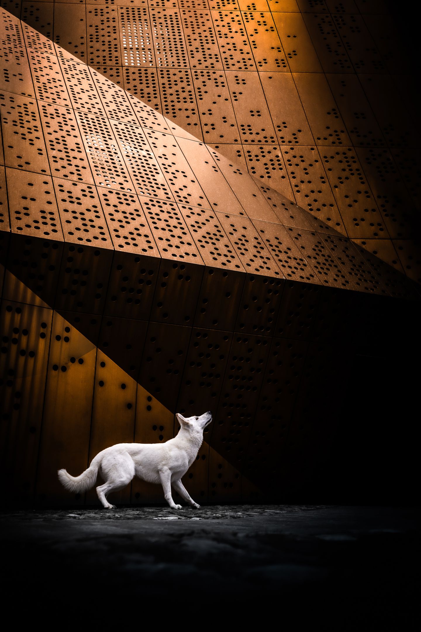 Bereit zum Sprung Ein weißer Schäferhund steht vor einem Museum und schaut gen Himmel