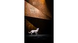 Ein weißer Schäferhund steht vor einem Museum und schaut gen Himmel
