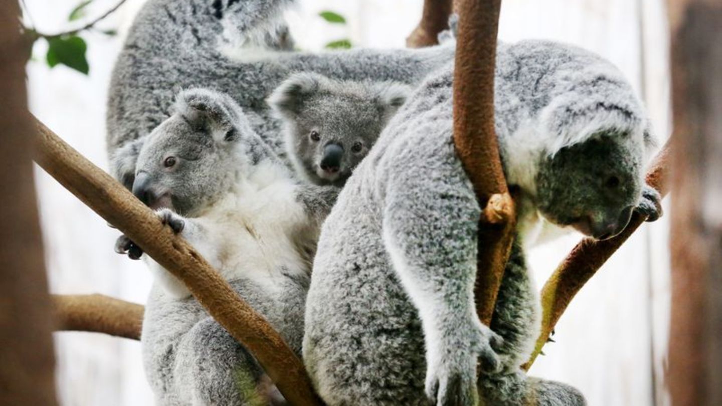 Der Duisburger Zoo ist europaweit Spezialist für die aufwendige Zucht und Zoo-Haltung der Koalas