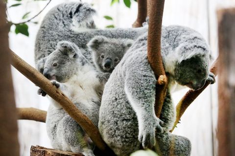 Der Duisburger Zoo ist europaweit Spezialist für die aufwendige Zucht und Zoo-Haltung der Koalas