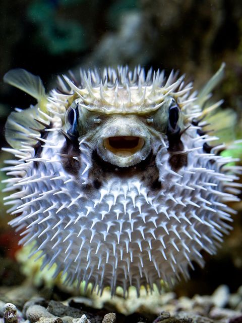 Gefährliche Lebensmittel: Kugelfisch