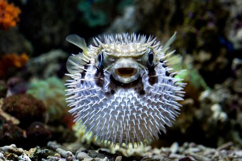Gefährliche Lebensmittel: Kugelfisch