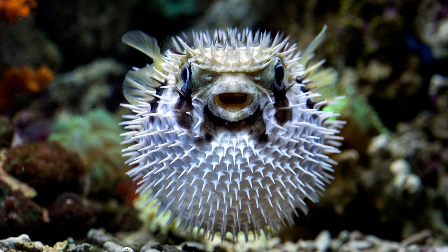 Gefährliche Lebensmittel: Kugelfisch