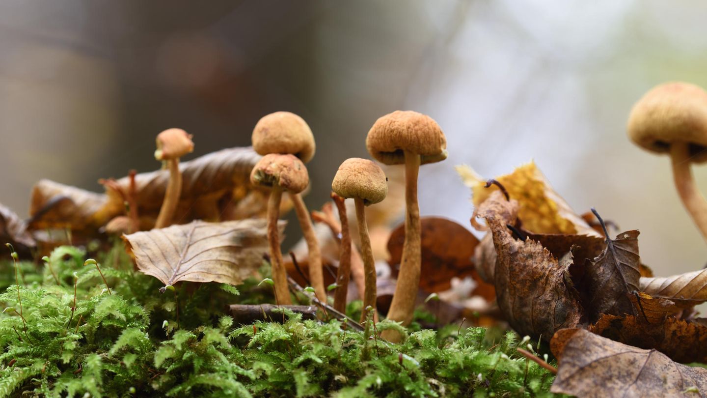 Gefährliche Lebensmittel: Pilze