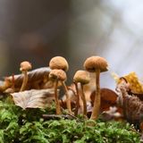 Gefährliche Lebensmittel: Pilze