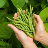 Gefährliche Lebensmittel: Grüne Bohnen