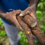 Gefährliche Lebensmittel: Maniok