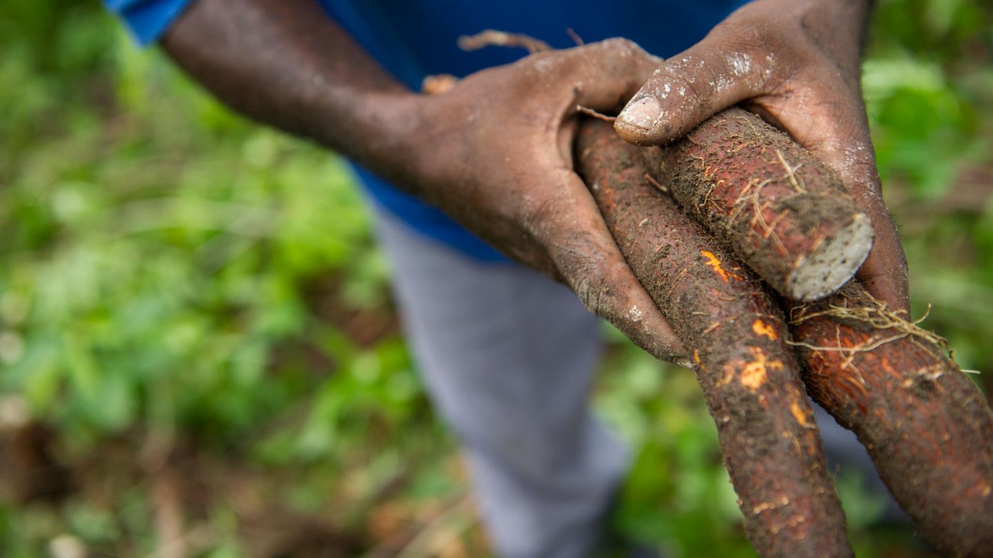 Gefährliche Lebensmittel: Maniok