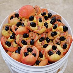 Gefährliche Lebensmittel: Akee