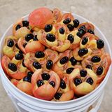 Gefährliche Lebensmittel: Akee