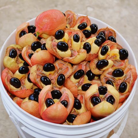 Gefährliche Lebensmittel: Akee