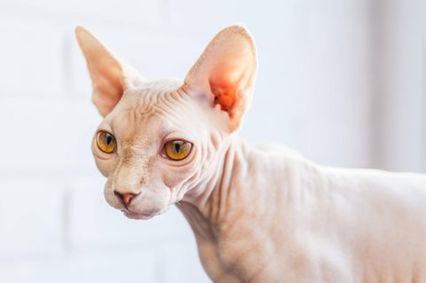 Tierquälerei? Eine weiße Nacktkatze vor hellem Hintergrund
