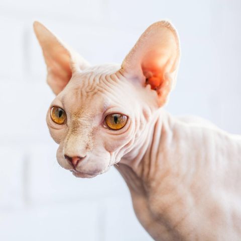 Tierquälerei? Eine weiße Nacktkatze vor hellem Hintergrund