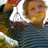 Die gefährlichsten Lebensmittel: Holunderbeeren