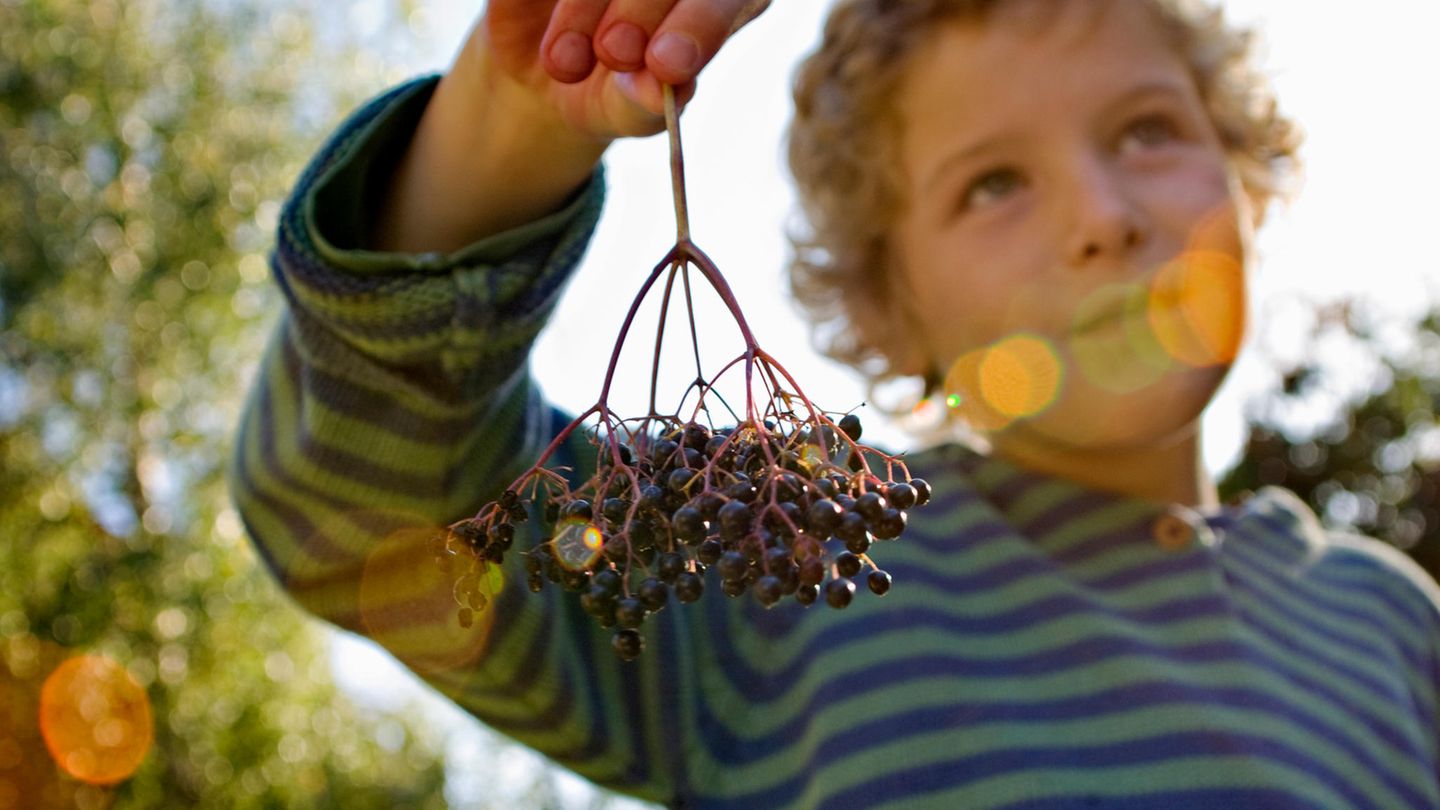 Die gefährlichsten Lebensmittel: Holunderbeeren